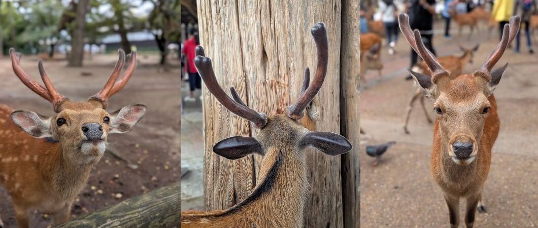 The Unforgettable Magic of Visiting Nara Park in Japan