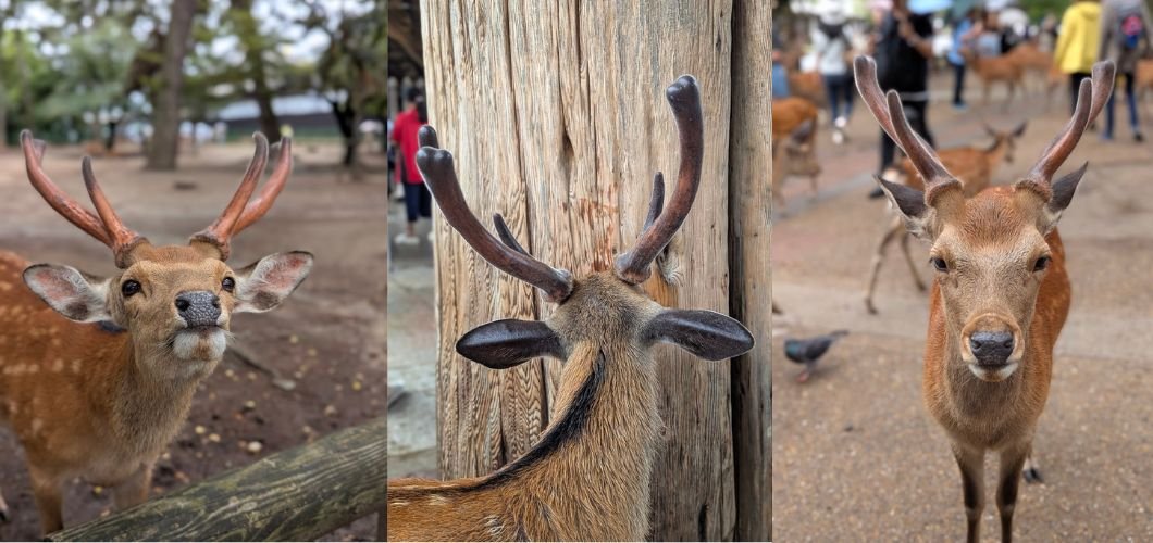 The Unforgettable Magic of Visiting Nara Park in Japan