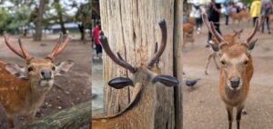 Visiting Nara Park in Japan