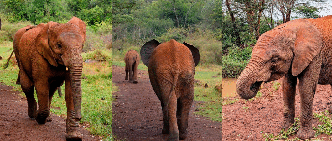 Where Heartbreak Encounters Hope: Meeting Baby Elephants in Nairobi