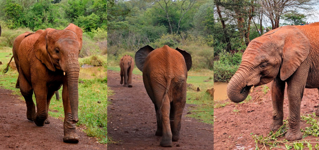 Where Heartbreak Encounters Hope: Meeting Baby Elephants in Nairobi